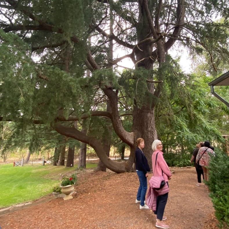 the-garden-and-cedar-trees